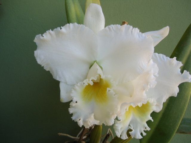 muda_de_orquidea_cattleya_c_earl_imperialis_x_c_ruth_gee_carmela_5607_6711_1_20180413174056-2.jpg