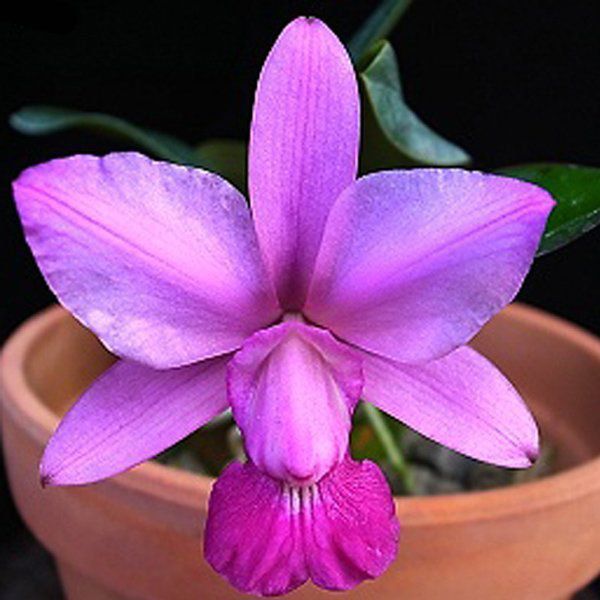 muda_de_orquidea_cattleya_walkeriana_var_flamea_divina_x_t_57_esp_106_2_8593_1_20190521161506-1.jpg