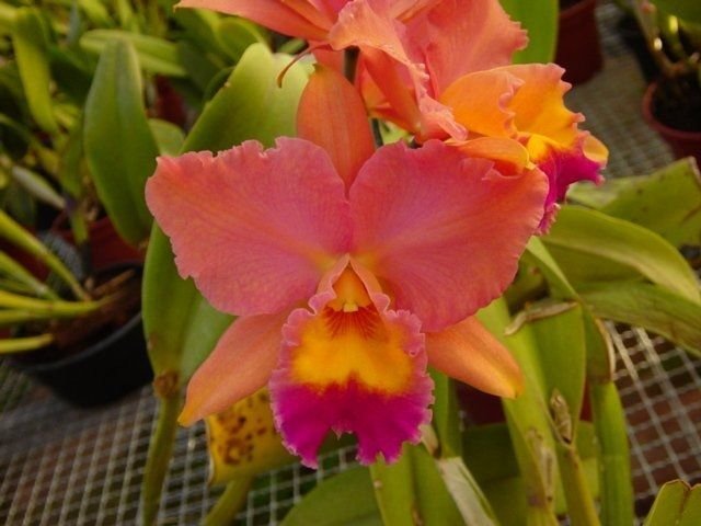orquidea-cattleya-lc-fire-dance-blendie-x-pot-lovely-D_NQ_NP_961121-MLB27193512571_042018-F-3.jpg